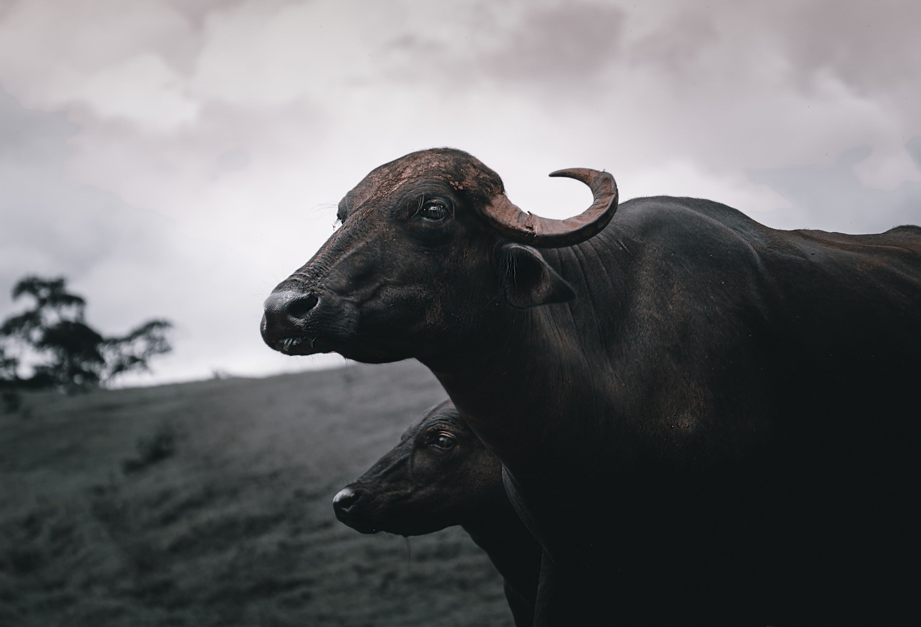 SpermVital på bøffel