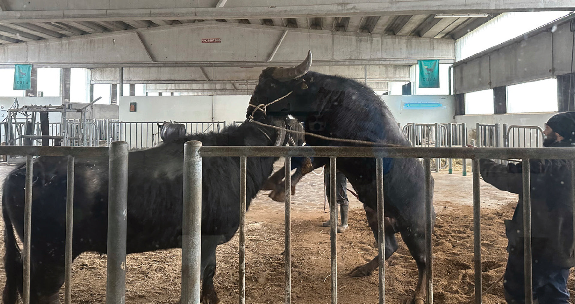 SpermVital på bøffel